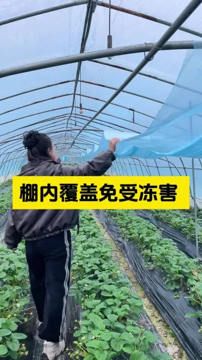 草莓上二膜后，要注意的一些问题！#启明大师姐 #草莓种植管理技术和方法 #农业种植 #草莓种植 #病虫害防治