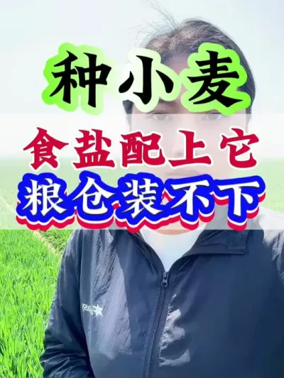 食盐配上它，粮仓装不下#小麦#小麦种植 #高产小麦 #小麦管理 #种小麦