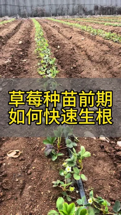 草莓种苗前期如何快速生根#草莓 #草莓育苗#三农