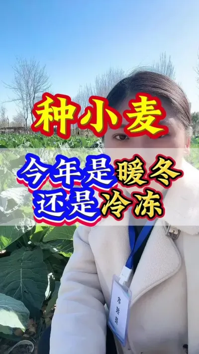 种小麦今天是冷冬还是暖冬#小麦种植 #种植小技巧 #三农 #农业种植 #抖音助农