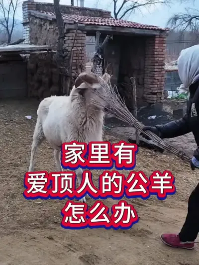 家里有爱顶人的公羊怎么办 #养羊人 #养羊技术 #养羊经验 #养殖技术