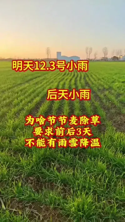 #河南天气 #心系三农服务三农 #农业人 #小麦 #农业种植技术