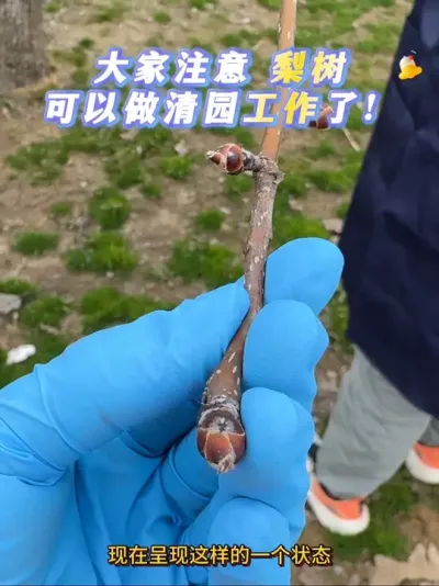 大家注意⚠️可以清园了！#来抖音学农技 #果园管理 #梨树 #清园
