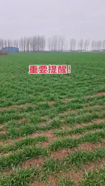 #农业种植技术 #农业人 #小麦 #种地不容易 #服务三农