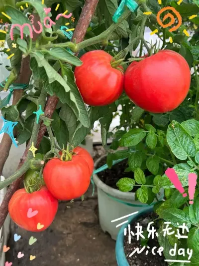 今日份收获&mdash;&mdash;超大个的沙瓤美貌番茄，阿巴坎玫瑰！我的天命番茄！😍😍😍