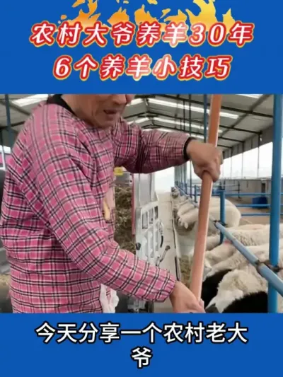 农村大爷养羊30年，6个小技巧 #养羊人 #养羊技术 #养羊经验 #养羊