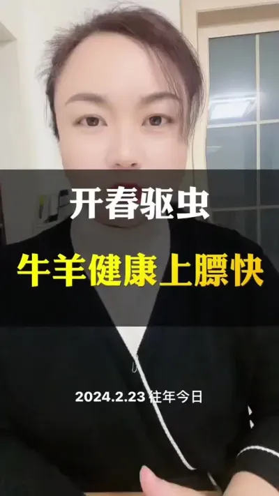 开春给牛驱虫黄金期#养殖户 #肉牛养殖 #全国养牛人 #西门塔尔 #科学喂养