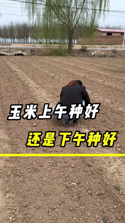 玉米上午种好，还是下午种好#玉米#三农 #玉米种植 #玉米金大棒 #玉米高产