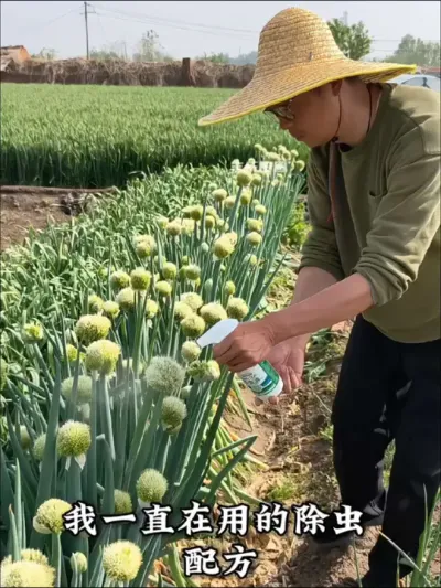 天气逐渐热起来了，虫子也开始大量繁殖了，今天给大家分享一个家庭版的防虫配方#百虫清 #除虫小妙招 #蔬菜种植 #种辣椒 #种植小技巧
