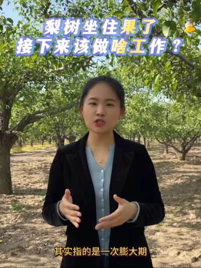 坐住果了=一次膨大期 你明白吗？#来抖音学农技 #梨树#果树管理 #一次膨大期 #农业种植技术