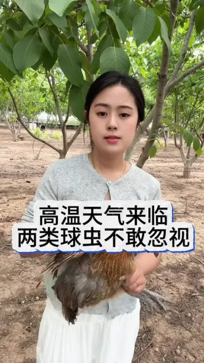 高温天气来临两类球虫不可忽视#养鸡#科学养鸡#散养土鸡#养鸡妙招#鸡鸭鹅养殖