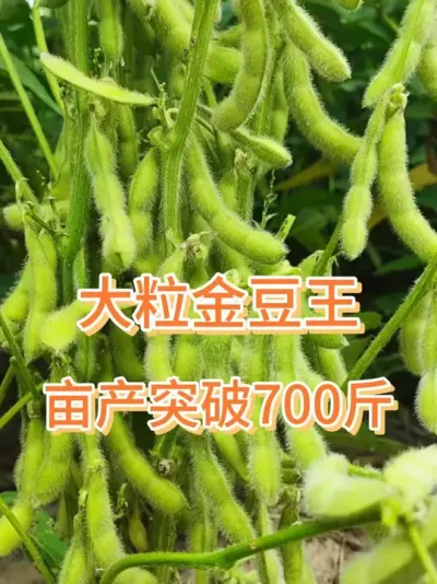 三粒四粒豆，亩产700斤 #服务三农支持三农 #抖音助农扶农 #大豆 #大豆种植 #三农流量扶持计划