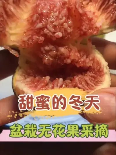 无花果被鸟儿嚯嚯了，楼顶盆栽无花果不套袋的话，可能真的吃不到我嘴里。#记录我的种植生活 #无花果 #盆栽果树 #种植的乐趣 #三农