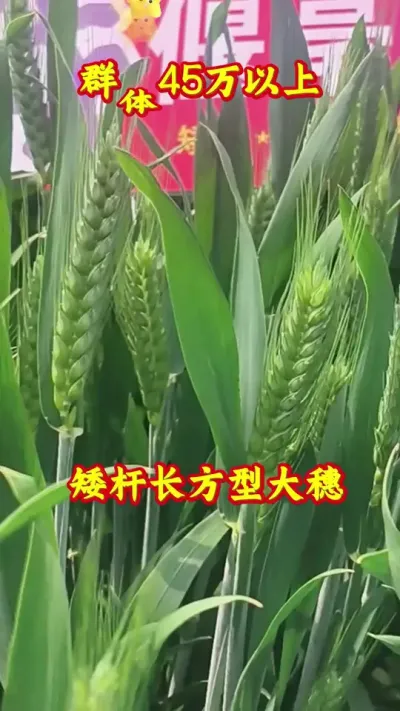 这样的小麦品种你喜欢吗？#抖音助农#小麦#种植#高产#新农人