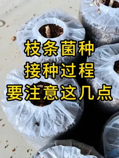 枝条菌种接种过程，要注意这几点，每晚7：30直播间分享不一样的干货#平菇种植 #平菇菌种 #食用菌栽培种 #栽培种
