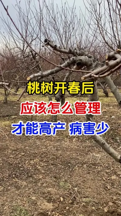 桃树开春后如何管理才能高产少病害#桃树种植#桃树病害防治#桃树管理#桃树高产 #分享农业知识帮农民增产增收