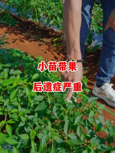 苗子没形成好的苗势就带果问题很严重#辣椒种植 #辣椒 #小米辣 #线椒 #来抖音学农技