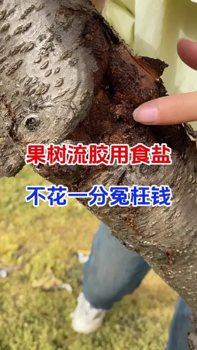果树流胶用食盐，不花一分冤枉钱#果树 #桃树 #流胶病 #流胶防治 #果园管理
