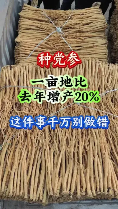 党参种植 种党参一亩地比去年增产20%这件事千万别做错 #党参种植 #党参管理 #党参高产