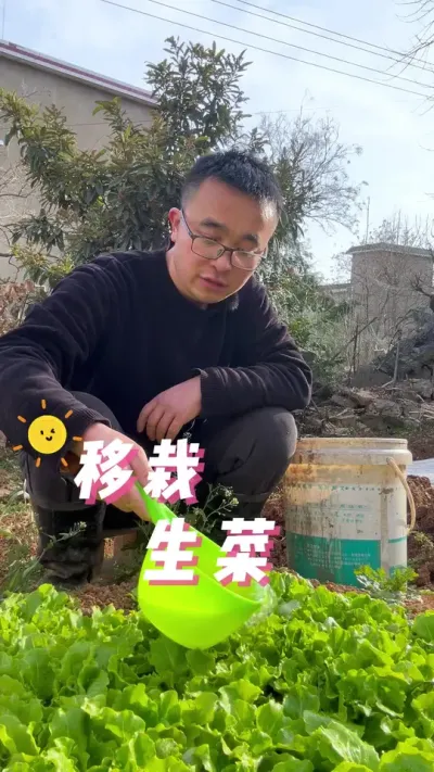 移栽生菜，生菜怎么移栽？生菜种植方法#我的小菜园 #关注我一起学种菜 #种植小技巧 #学种菜 #记录我的种植生活