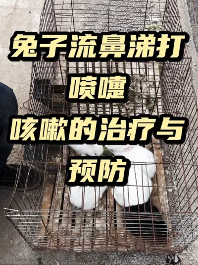兔子流鼻涕打喷嚏治疗与预防 #养兔子注意事项 #养兔三分靠管理七分靠技术 #养兔技术经验分享 #养兔技术经验分享 #兔子流鼻涕