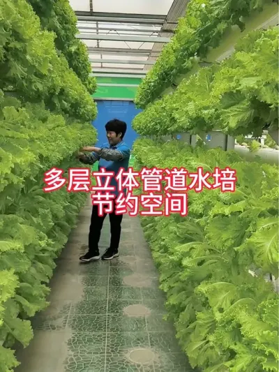 #无土栽培 #蔬菜种植 #水培#水培蔬菜 #上热门 
管道立体水培空间利用率大，