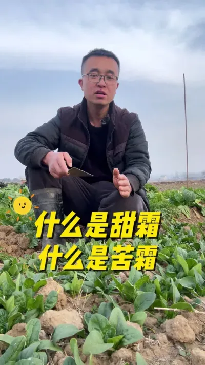 什么是甜霜？什么是苦霜？打霜过后蔬菜变甜了？#关注我一起学种菜 #种植小技巧 #我的小菜园 #我爱种菜 #一份耕耘一份收获