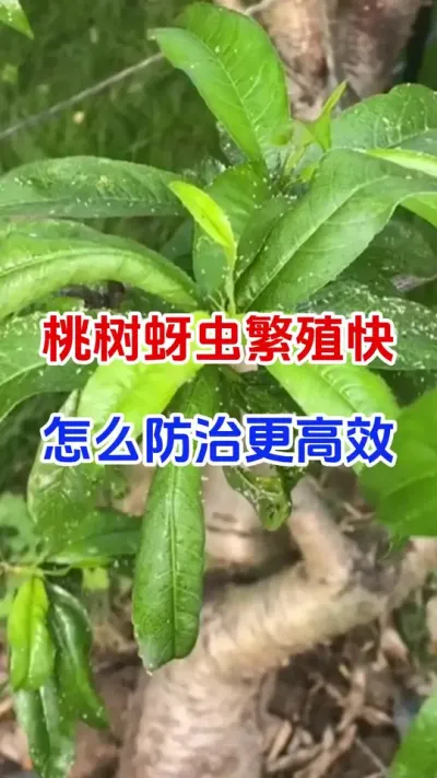 桃树蚜虫繁殖快，怎么防治更高效#桃树种植#蚜虫防治#杀虫剂#果园管理#分享农业知识帮农民增产增收