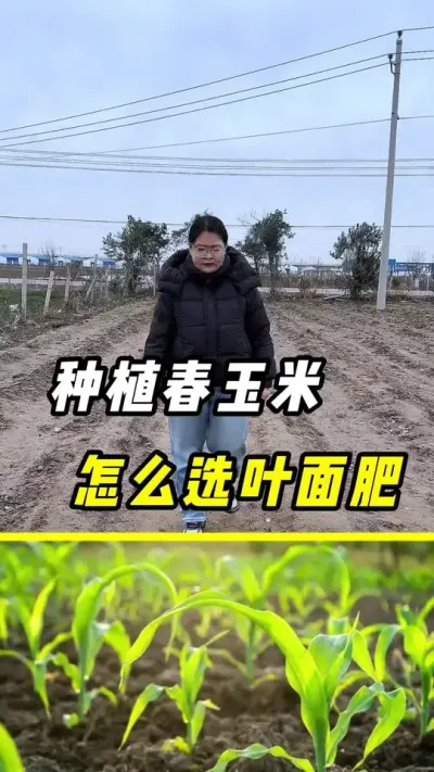 种植春玉米，如何选择叶面肥#玉米 #玉米种植 #农业种植 #玉米金大棒