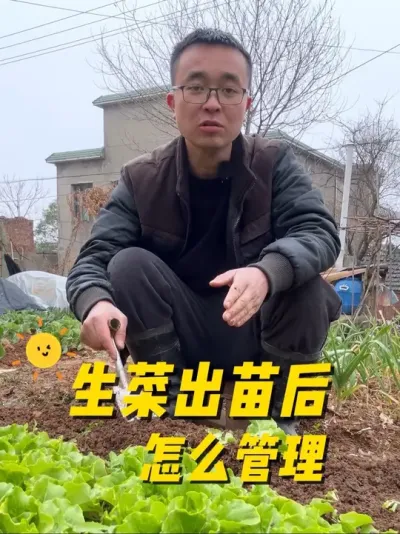 生菜出苗后怎么管理？才能生长的健壮？#种植小技巧 #关注我一起学种菜 #我的小菜园 #每天分享蔬菜种植技巧 #阳台种植