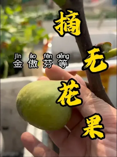 这个季节的大金口感出乎意料的甜，爱了爱了！就是不好看，不是金黄色的。波姬红依然稳定发挥，清甜多汁！#盆栽果树 #记录我的种植生活 #金傲芬无花果 #波姬红无花果 #盆栽无花果