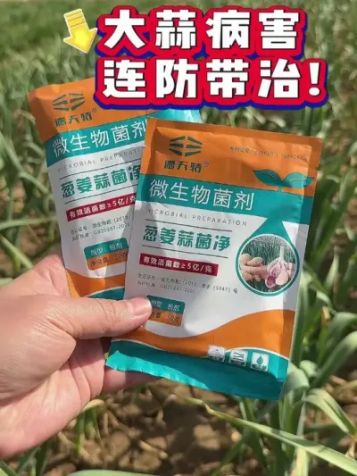 清明过后大蒜怎样管理 #大蒜种植 #大蒜病害防治 #德夫特葱姜蒜菌净 #大蒜种植技术