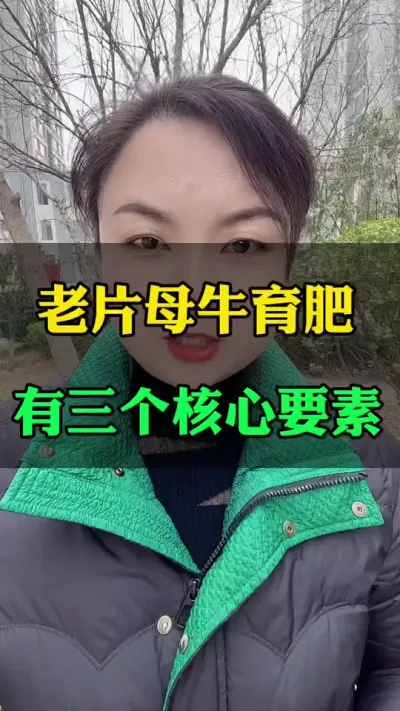 老片母牛强度育肥#肉牛养殖 #养殖户 #全国养牛人 #西门塔尔