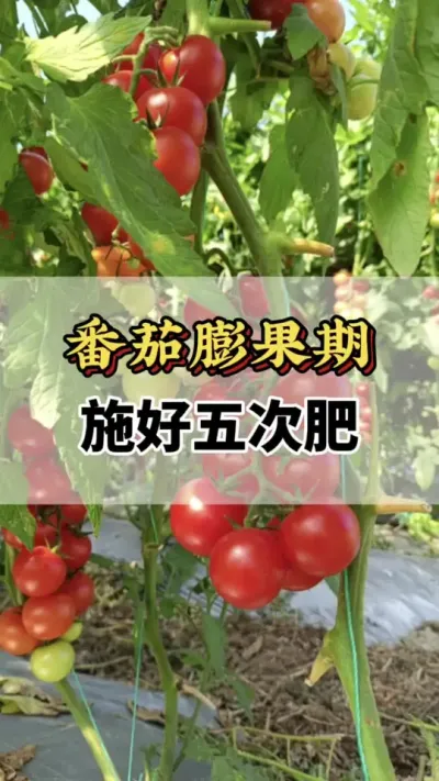番茄膨果期施好五次肥你知道那五次么#关注我每天为你分享更多农业知识 #分享农业知识帮农民增产增收 #番茄种植方法及管理技术 #服务三农支持三农 #西红柿的种植技术
