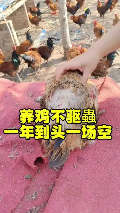 养鸡不驱蟲等于白养鸡#家禽养殖技术分享 #科学养鸡 #养鸡人 #养鸡场 #服务三农支持三农