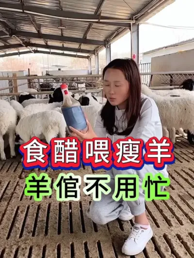 食醋喂瘦羊，羊倌不用忙 #养羊人 #养羊技术 #养羊经验 #养殖技术