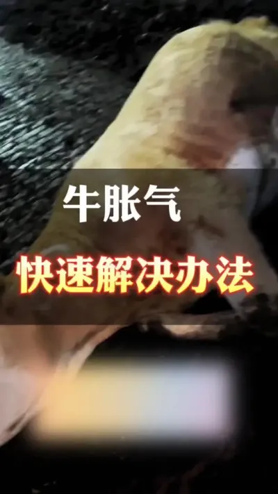 牛胀气，快速解决办法#肉牛养殖 #全国养牛人 #科学喂养 #养殖户