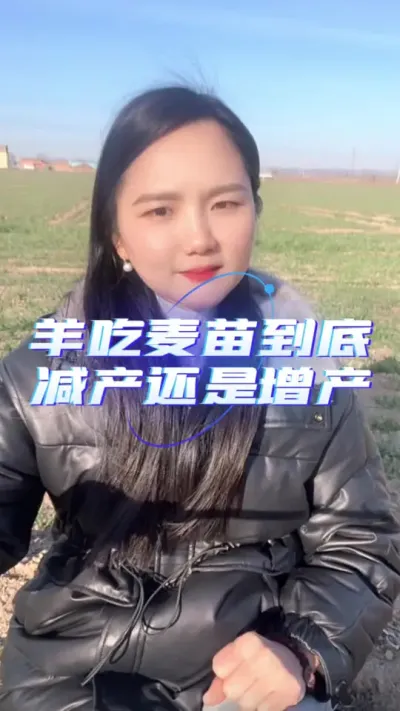 羊吃麦苗到底是增产还是减产呢？ #养羊技术 #羊价行情 #养羊人 #自繁自养 #农村创业养殖