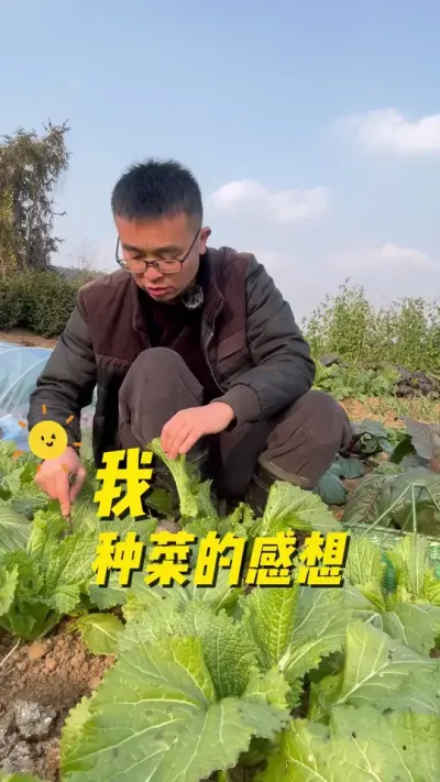 我种菜的感想！你们种菜是怎么想的#自己种的纯天然的绿色蔬菜 #关注我一起学种菜 #记录我的种植生活 #一份耕耘一份收获 #我的乡村生活