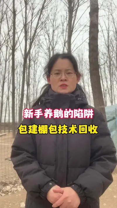 新手养鹅的陷阱～包建棚包技术包回收。天上没有掉馅饼的好事，掉的只能说陷阱。#养鹅人 #养鹅技术分享 #鹅苗 #狮头鹅