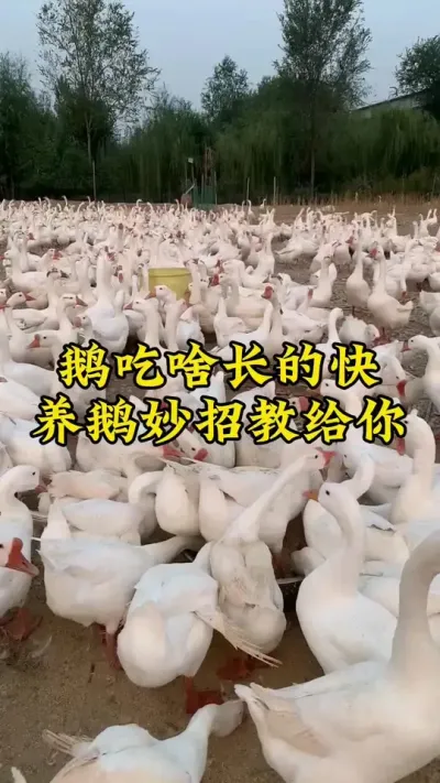 #养鹅技术分享 #禽病技术指导 #养鹅人 #肉鹅 #鹅