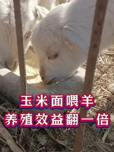 玉米面喂羊养殖效益翻一倍 #养羊 #三农 #新手养羊 #养殖