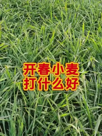 年后小麦一喷三防 #小麦种植 #小麦一喷三防 #今日三农爆款