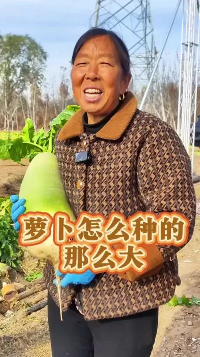 大萝卜 你见过最大的萝卜有多大#萝卜种植 #生菜杨姐 #蔬菜种植 #每天分享蔬菜种植技巧 @DOU+小助手