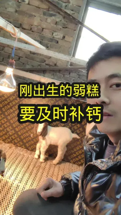 刚出生的弱糕，要及时补钙#养羊 #养羊技术分享 #农村养羊