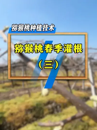 猕猴桃萌芽期灌根，好处这么多，你做对了吗？#种植小技巧 #农业技术推广 #果园管理#三农种植