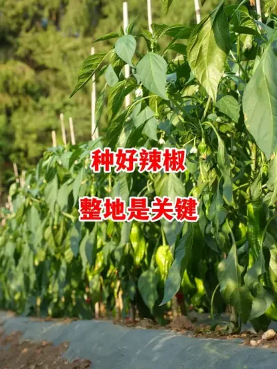 想要种好辣椒第一步的整地就要做好#辣椒种植 #辣椒 #小米辣 #线椒 #来抖音学农技