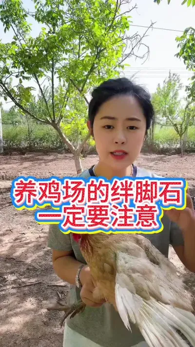 #科学养鸡#散养土鸡#养鸡妙招#养鸡#鸡鸭鹅养殖