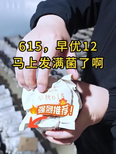 前两天想买棉壳菌种的朋友，刚发满一批现货，现在可以下单了。#平菇种植 #平菇菌种 #食用菌栽培种 #栽培种