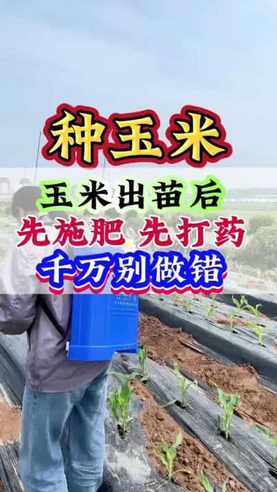 玉米出苗后，先施肥 先打药，千万别做错 #玉米 #玉米管理 #玉米种植 #玉米高产#种玉米